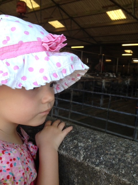Looking at a cattle market