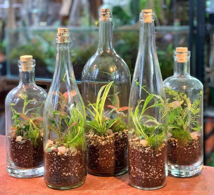 Wine Bottle Terrariums