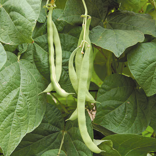 Kentucky Wonder Beans