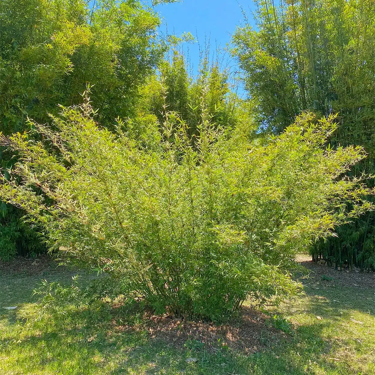 Silver Stripe Bamboo