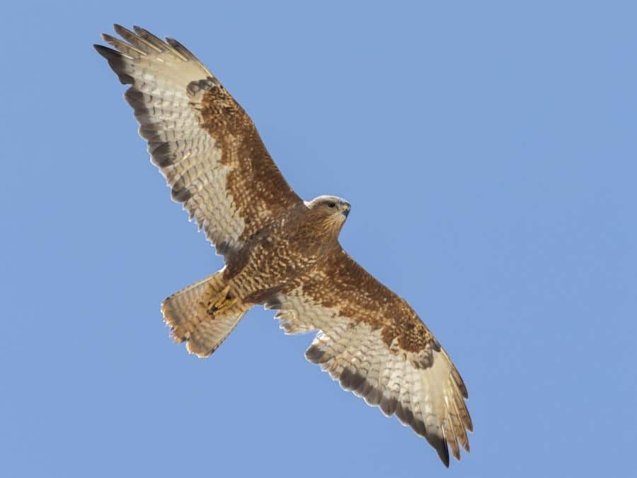 Buzzard