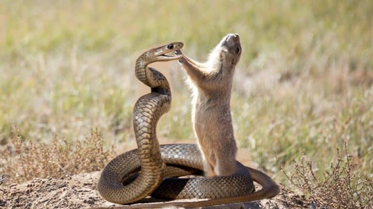 Snake Predation 30 Animals Known For Eating Snakes Mothers Always Right snake-predation-30-animals-known-for-eating-snakes-mothers-always-right