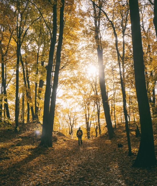 Nature as Nourishment: The Healing Power of the Outdoors for Highly Sensitive Souls