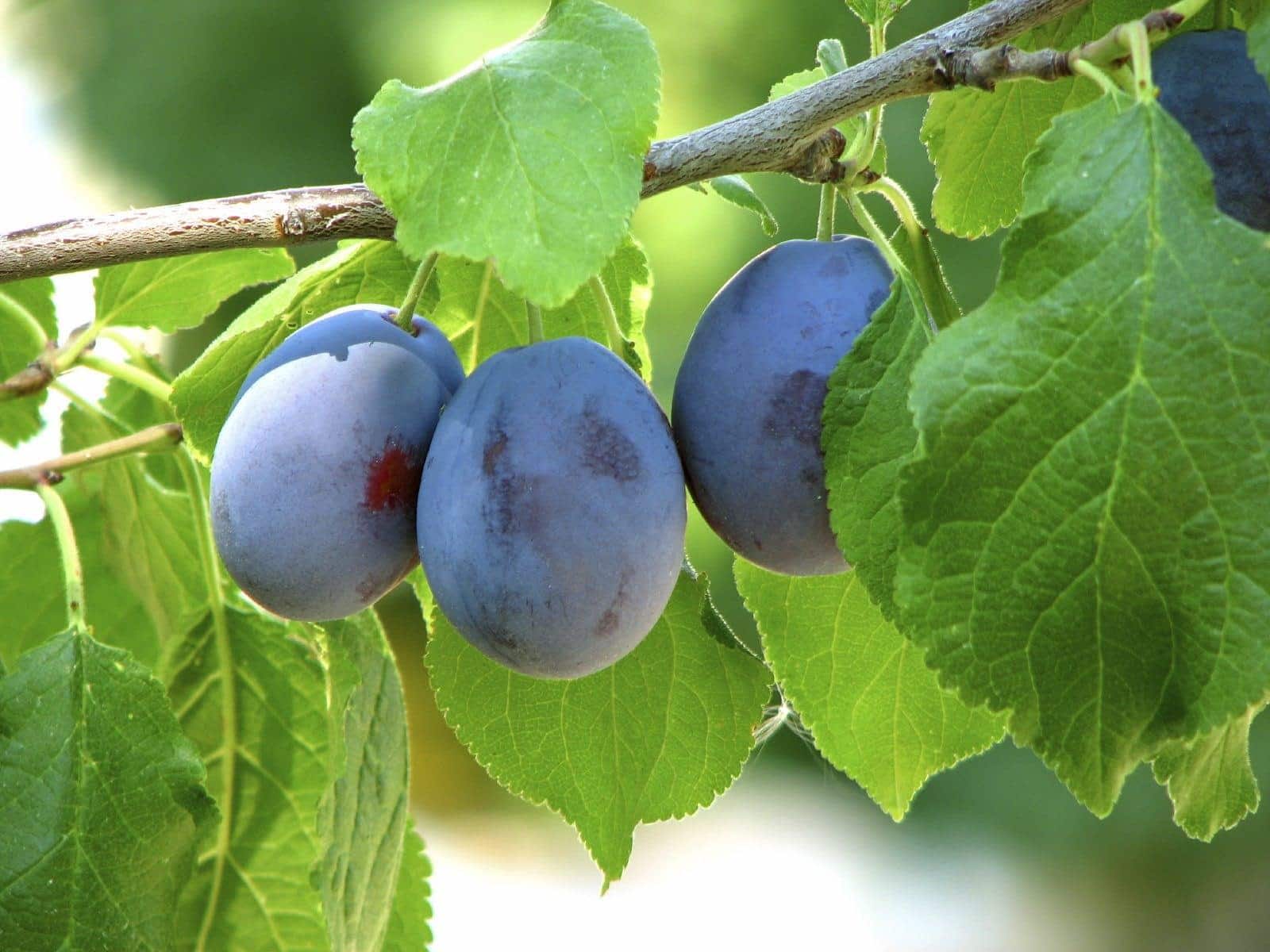 Damson_Plum