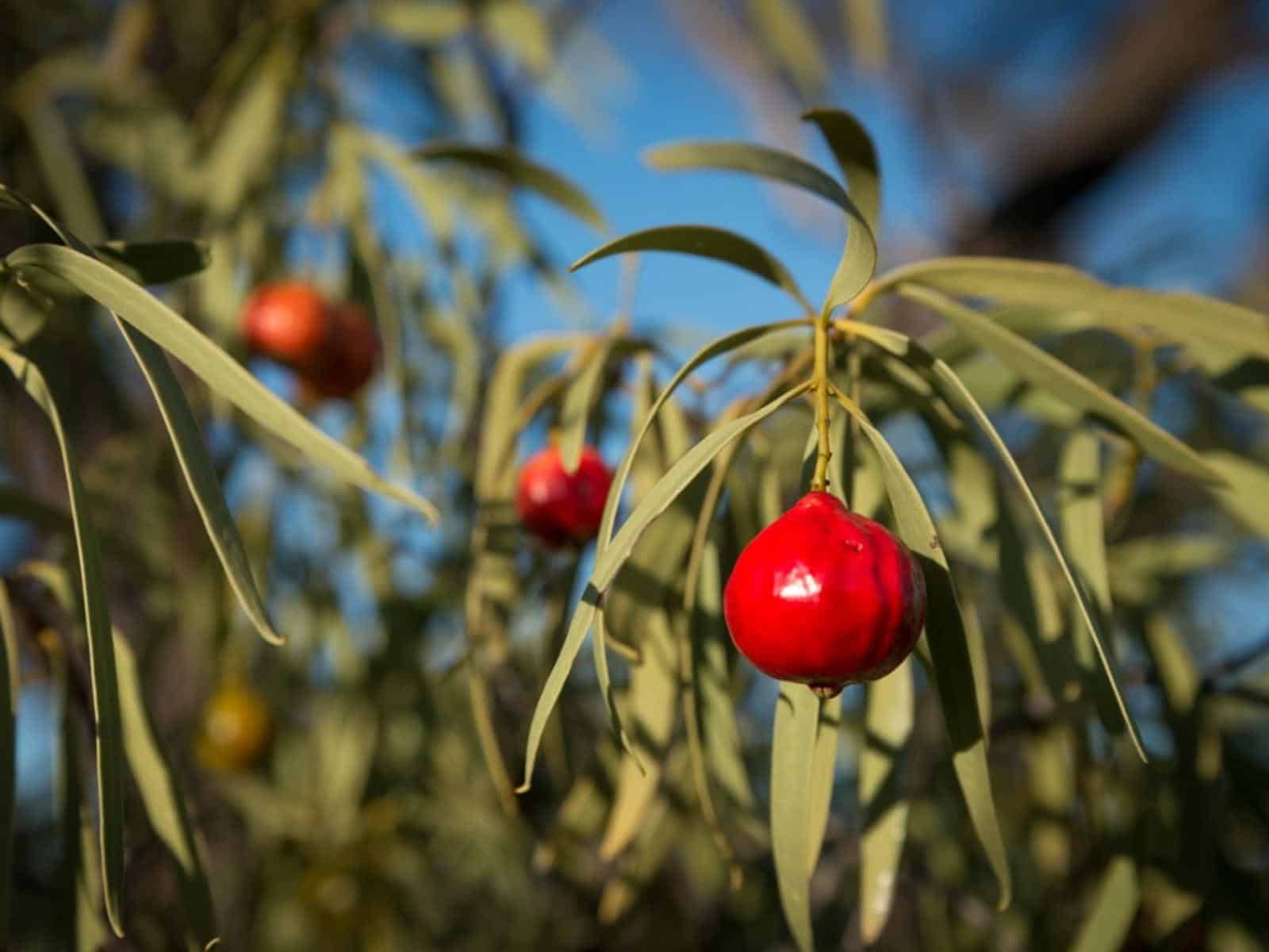 Desert_Quandong