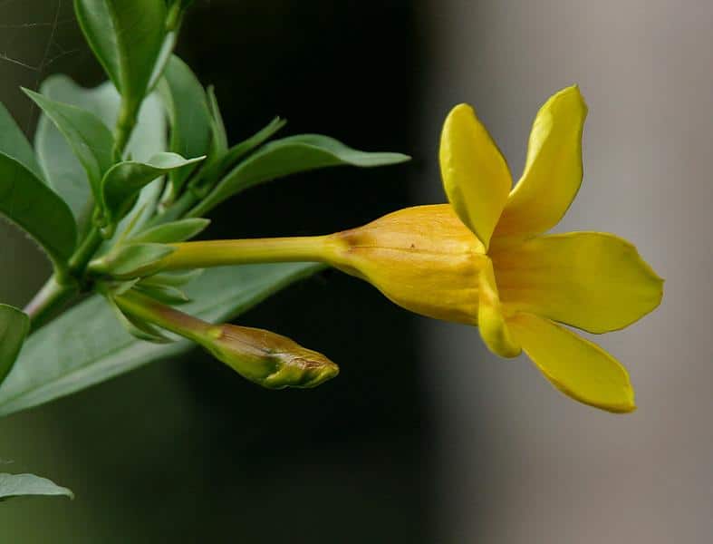 Golden_Trumpet_Allamanda_cathartica