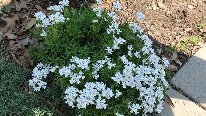 Iberis_Candytuft