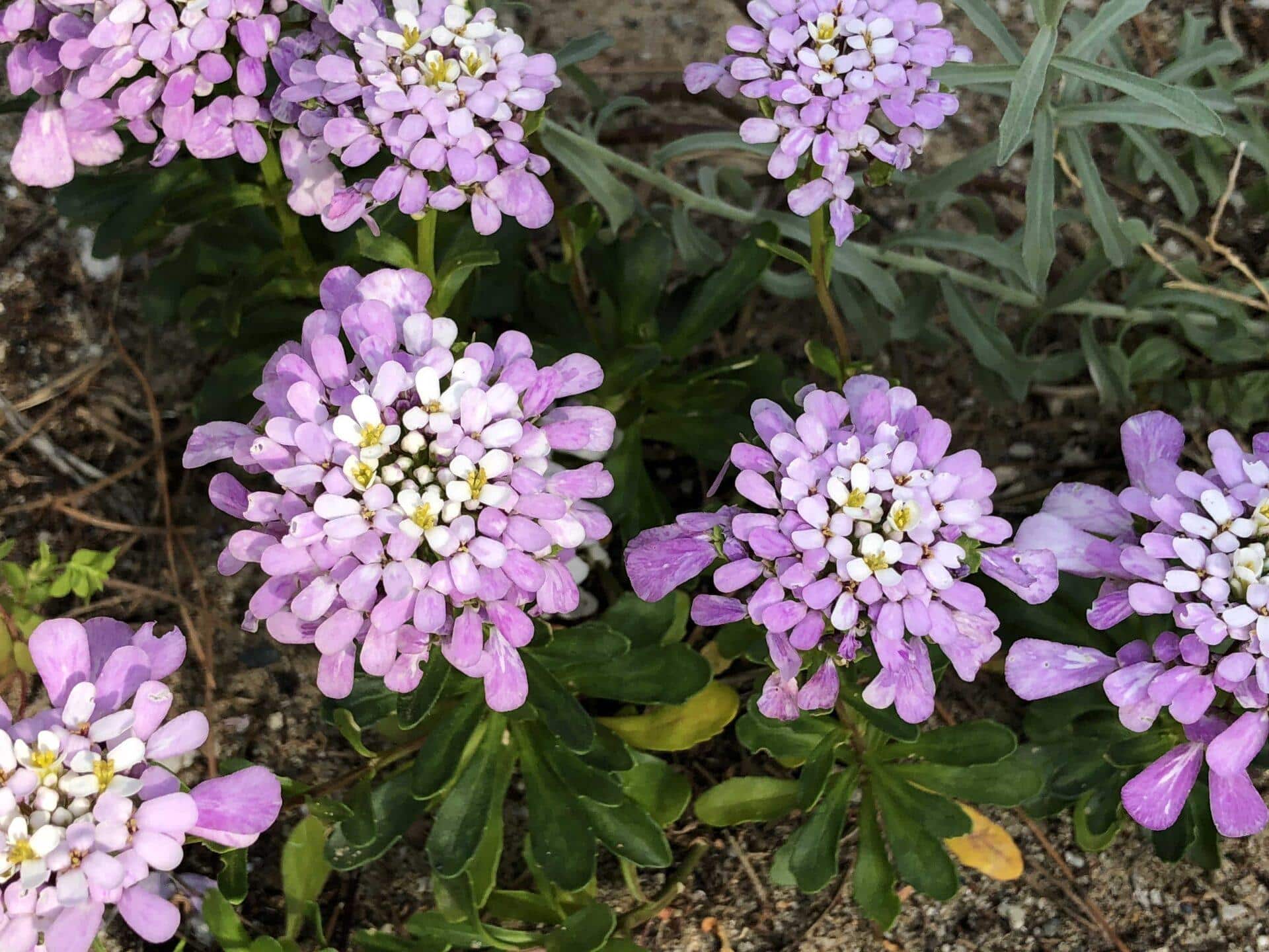 Iberis_Gibraltarica_Gibraltar_Candytuft