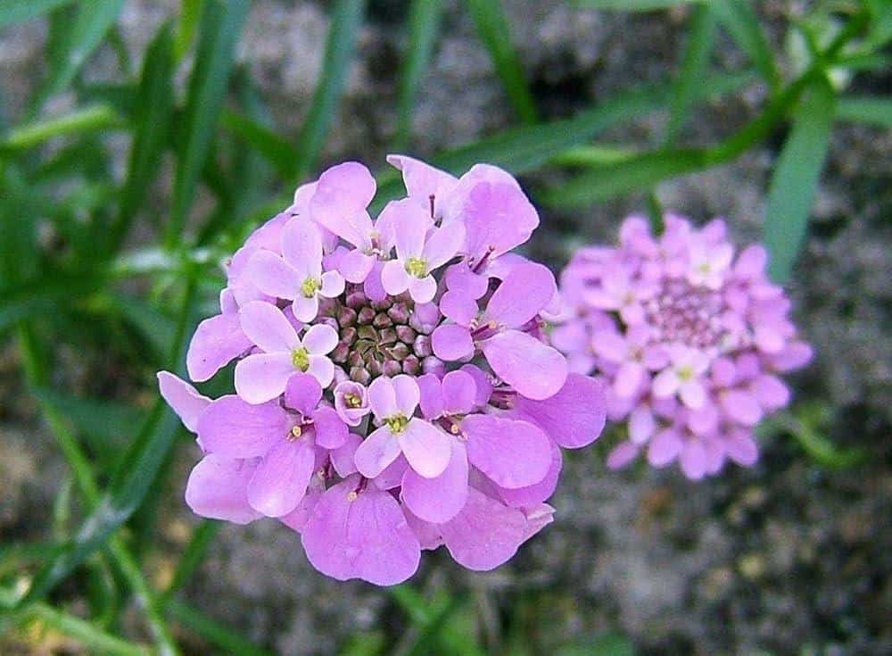 Iberis_Umbellata_Garden_Candytuft