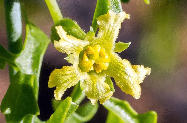 Ibervillea_Globeberry