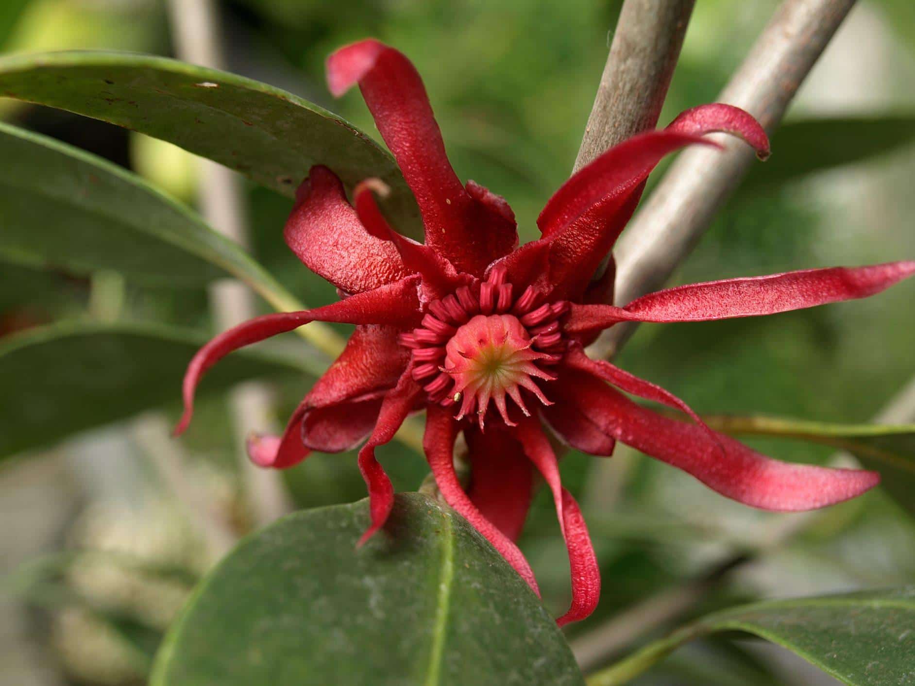 Illicium_Star_Anise