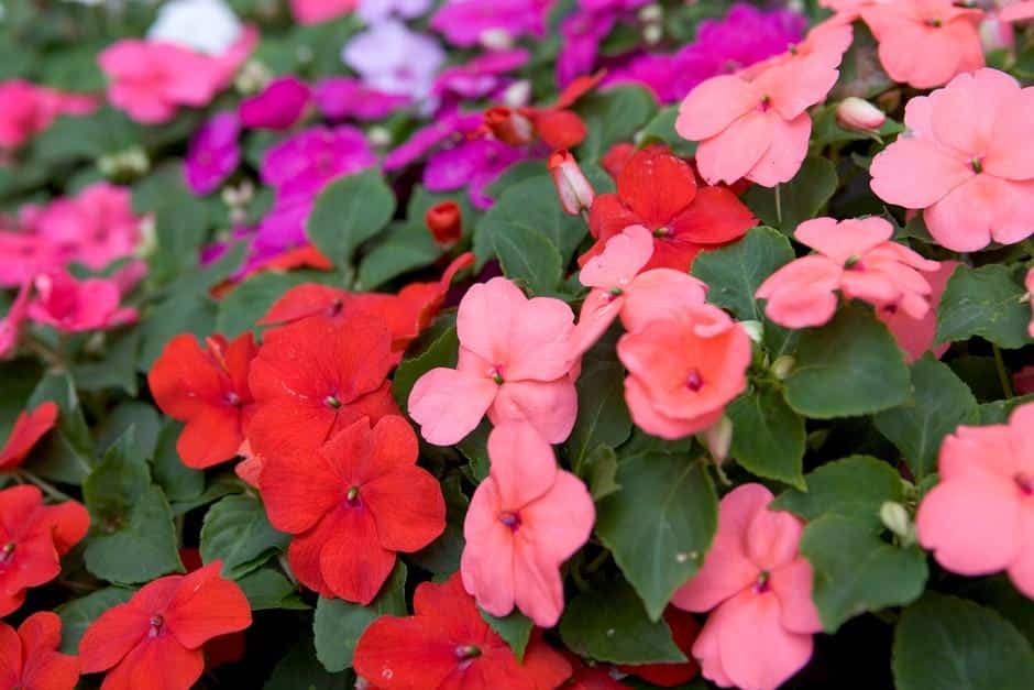 Impatiens_Busy_Lizzie