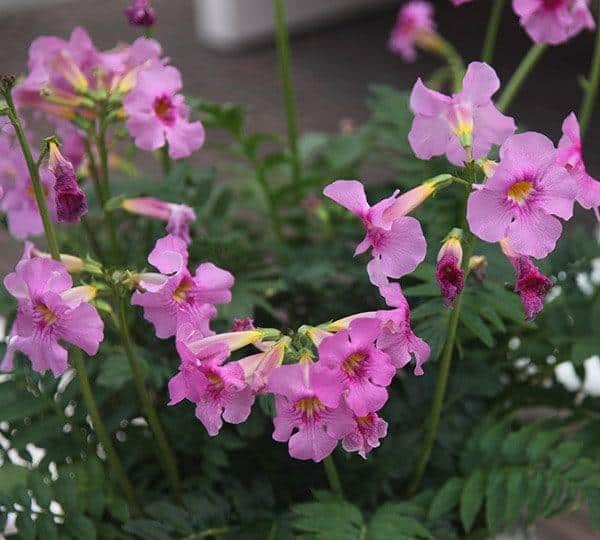 Incarvillea_Hardy_Gloxinia