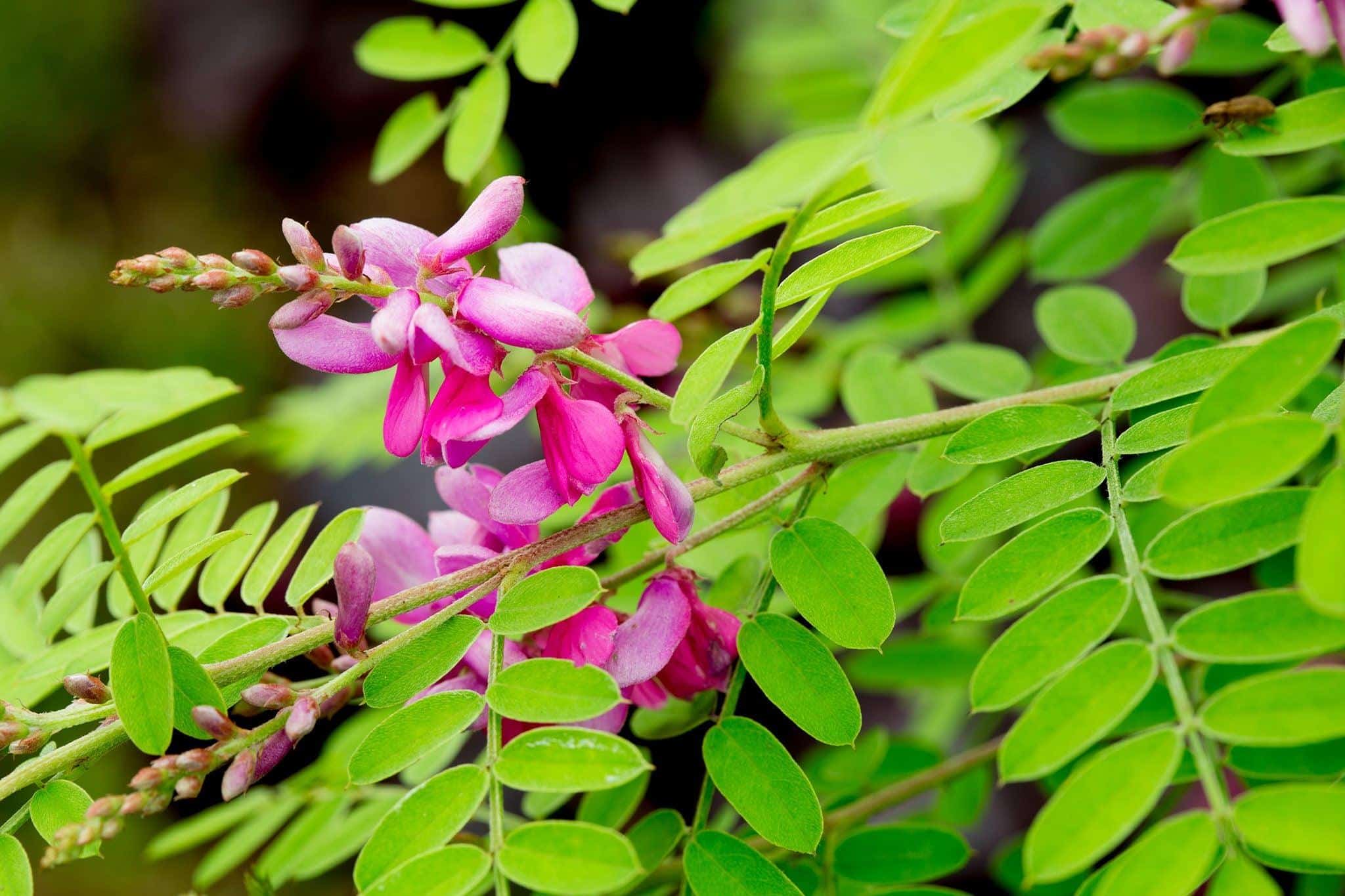 Indigofera