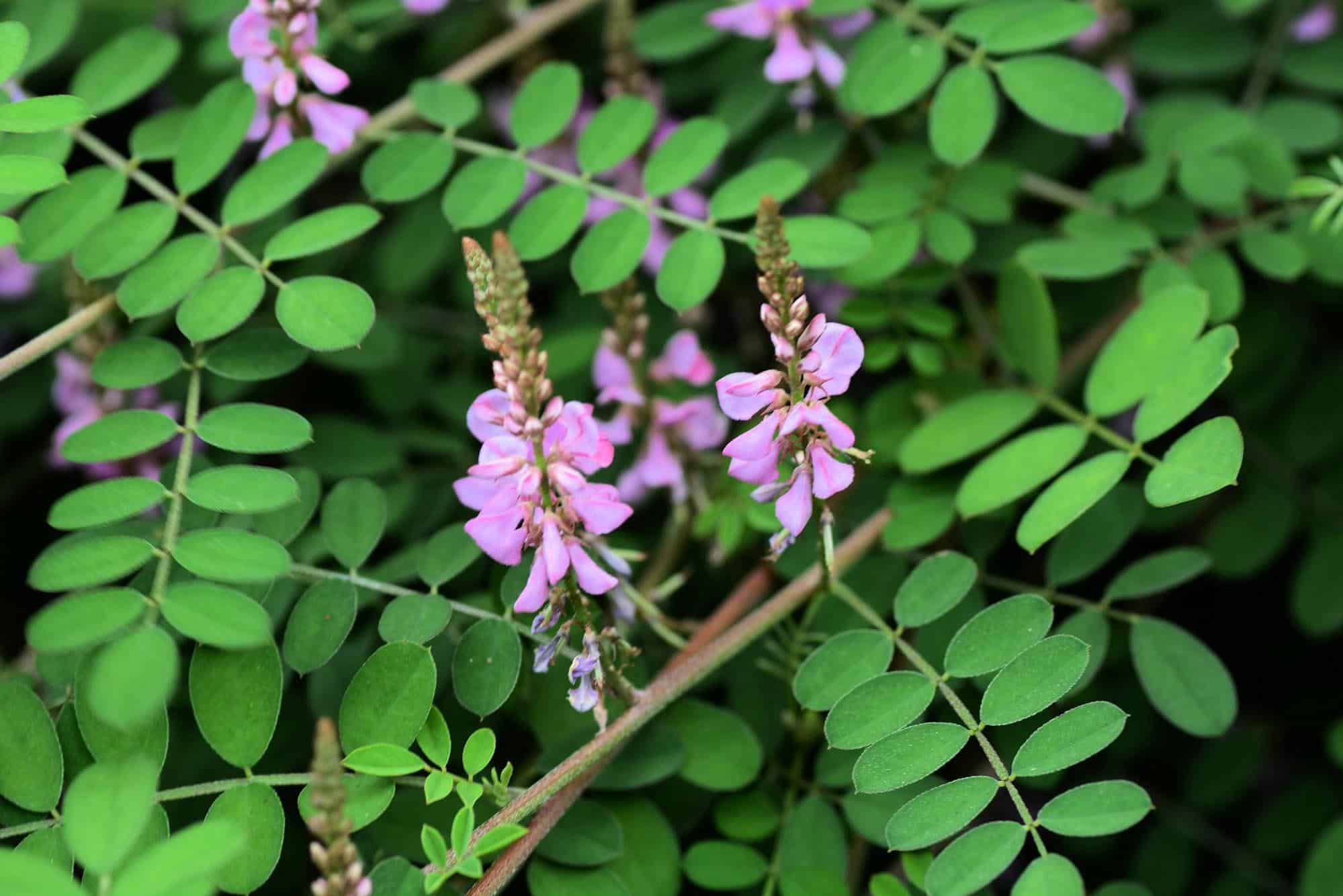 Indigofera_Tinctoria_True_Indigo