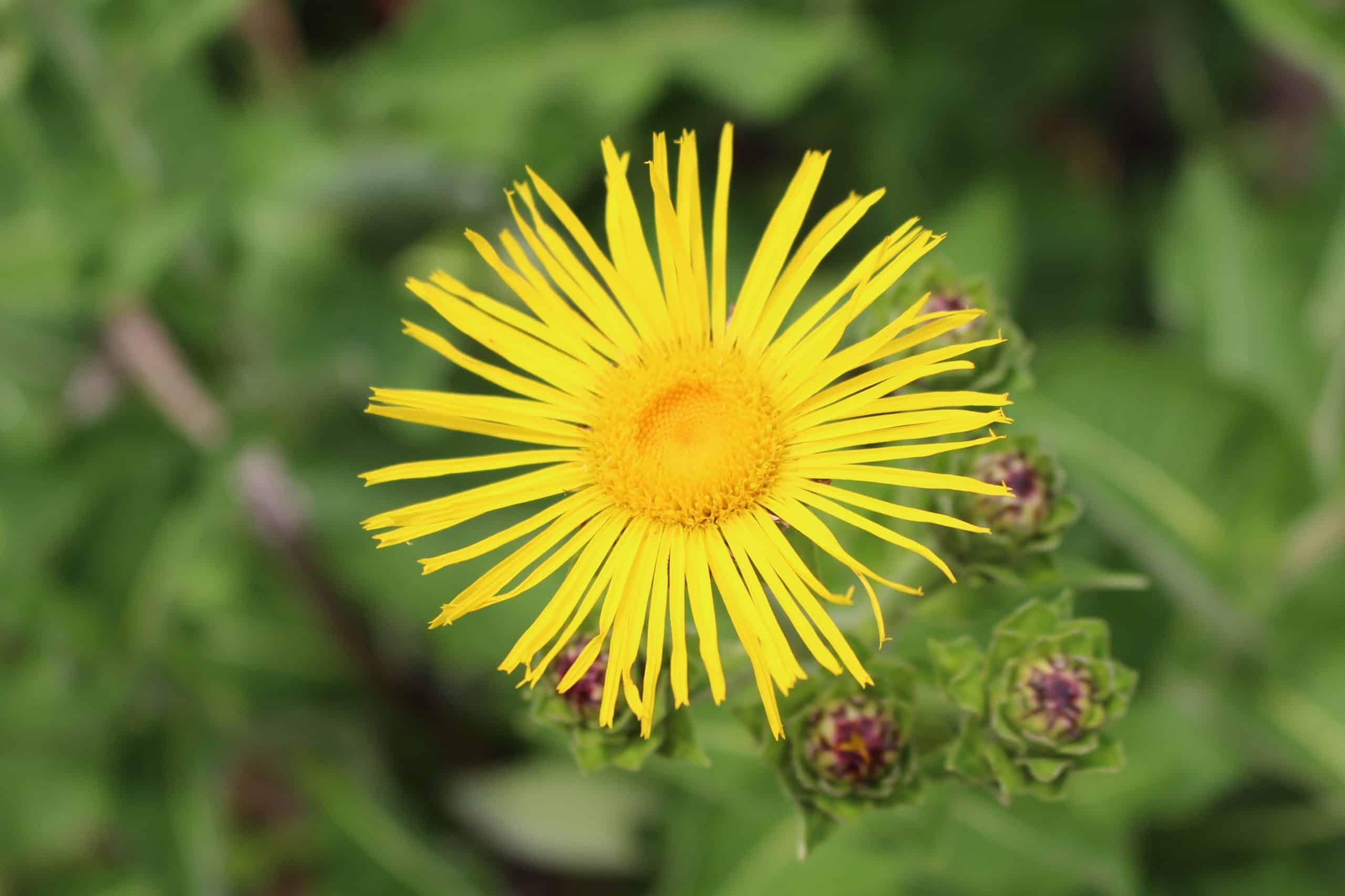 Inula_Elecampane