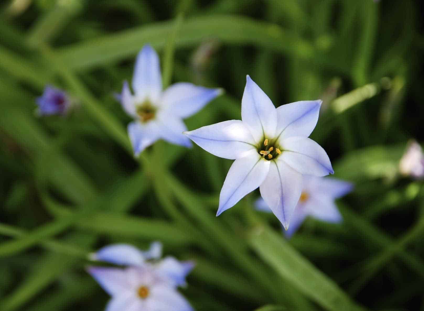 Ipheion_Spring_Starflower