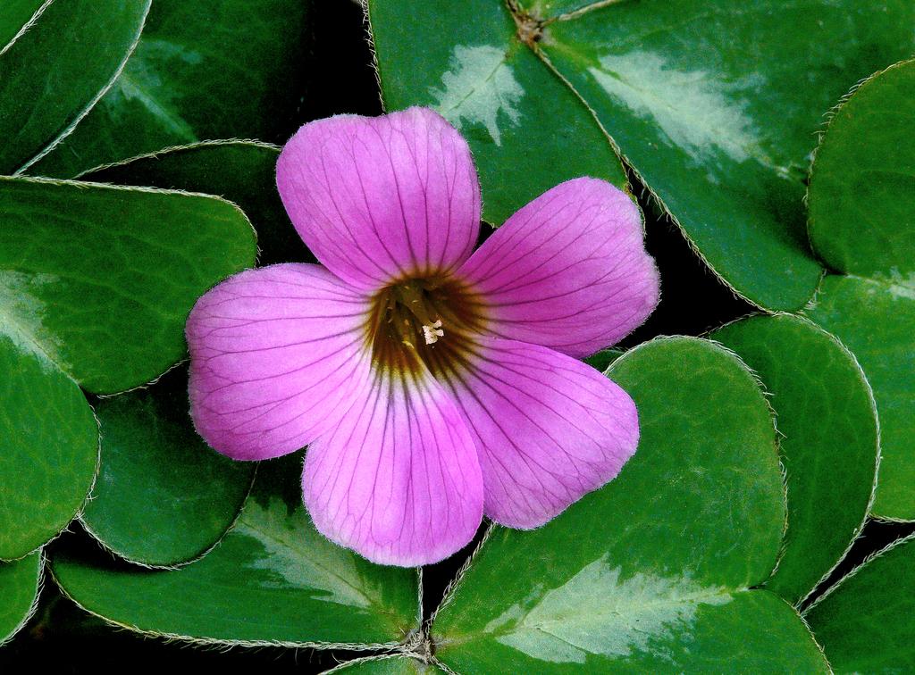 Iphigenia_Wood_Sorrel