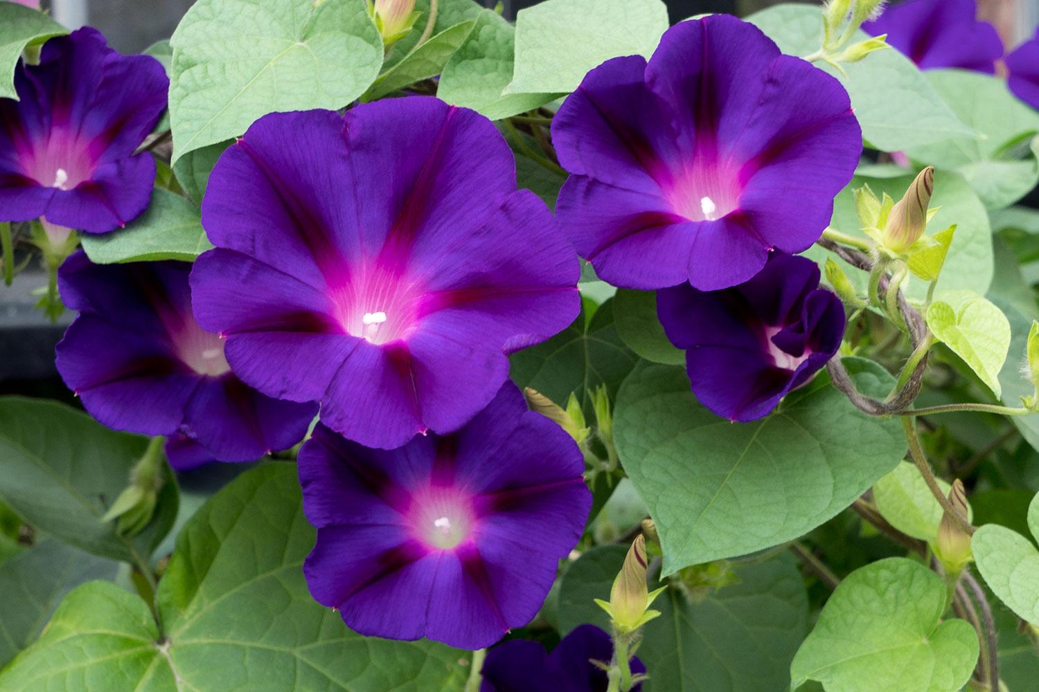 Ipomoea_Morning_Glory