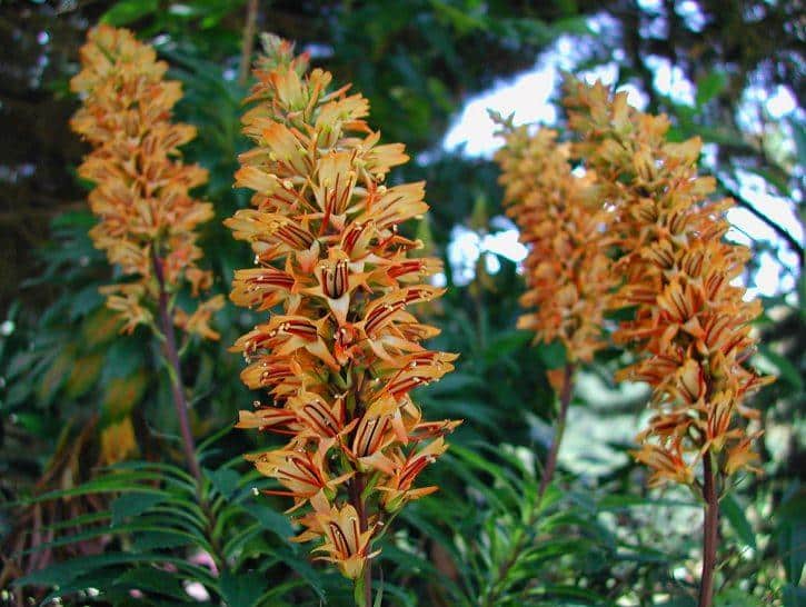Isoplexis_Canary_Island_Foxglove