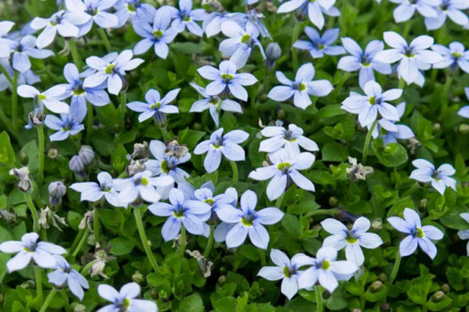 Isotoma_Fluviatilis_Blue_Star_Creeper