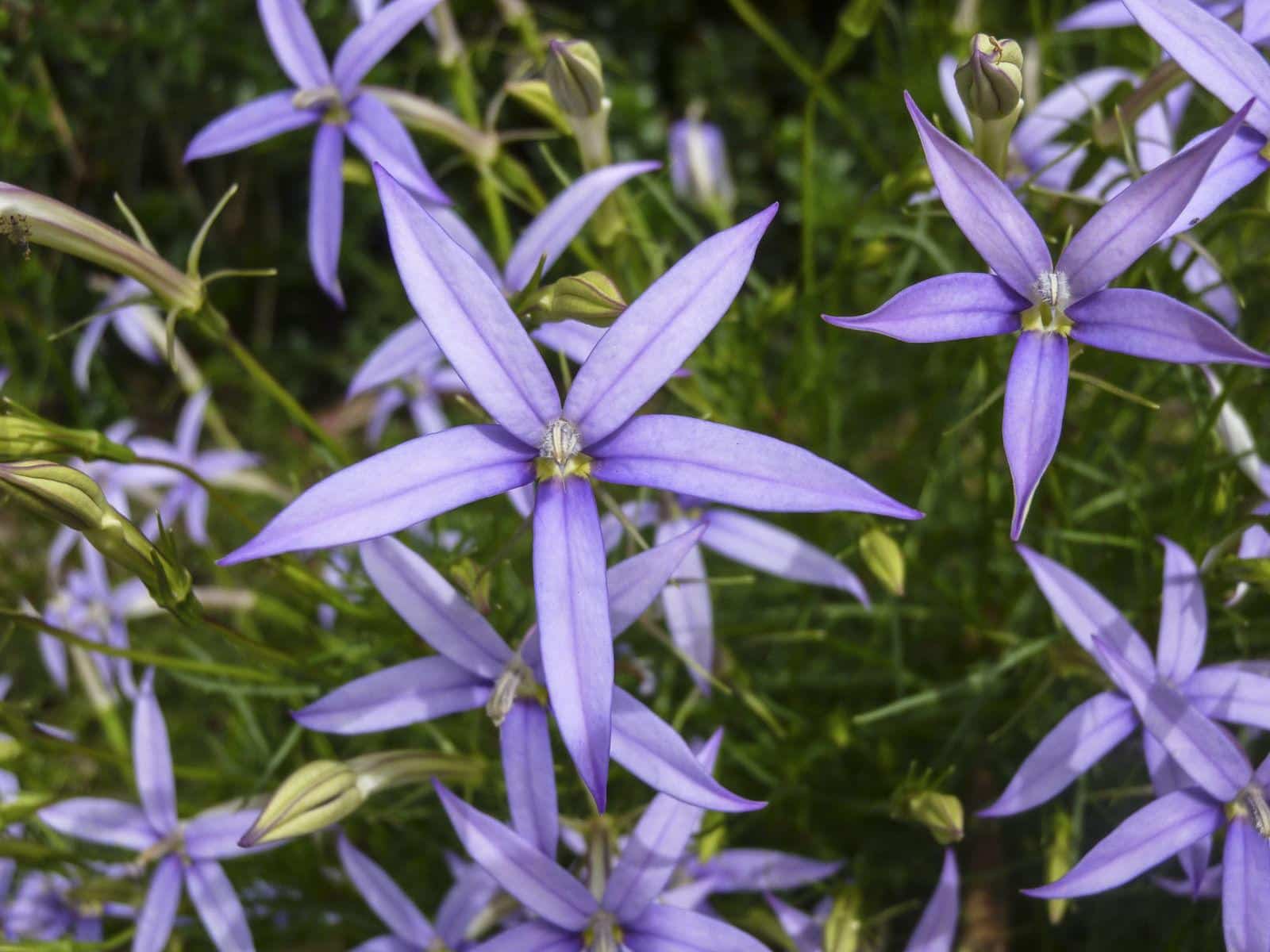 Isotoma_Rock_Isotoma