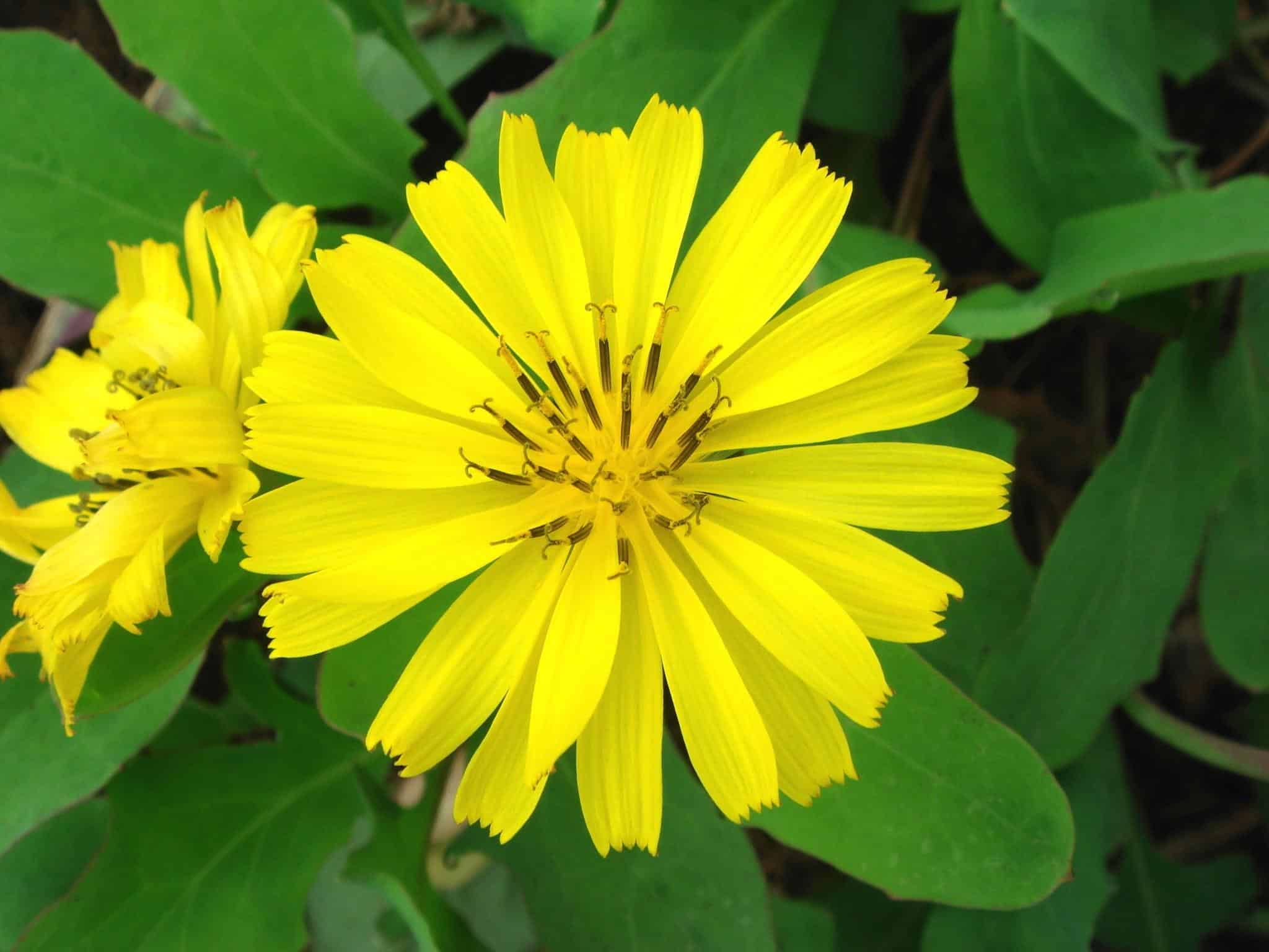 Ixeris_Ixeris_Flower