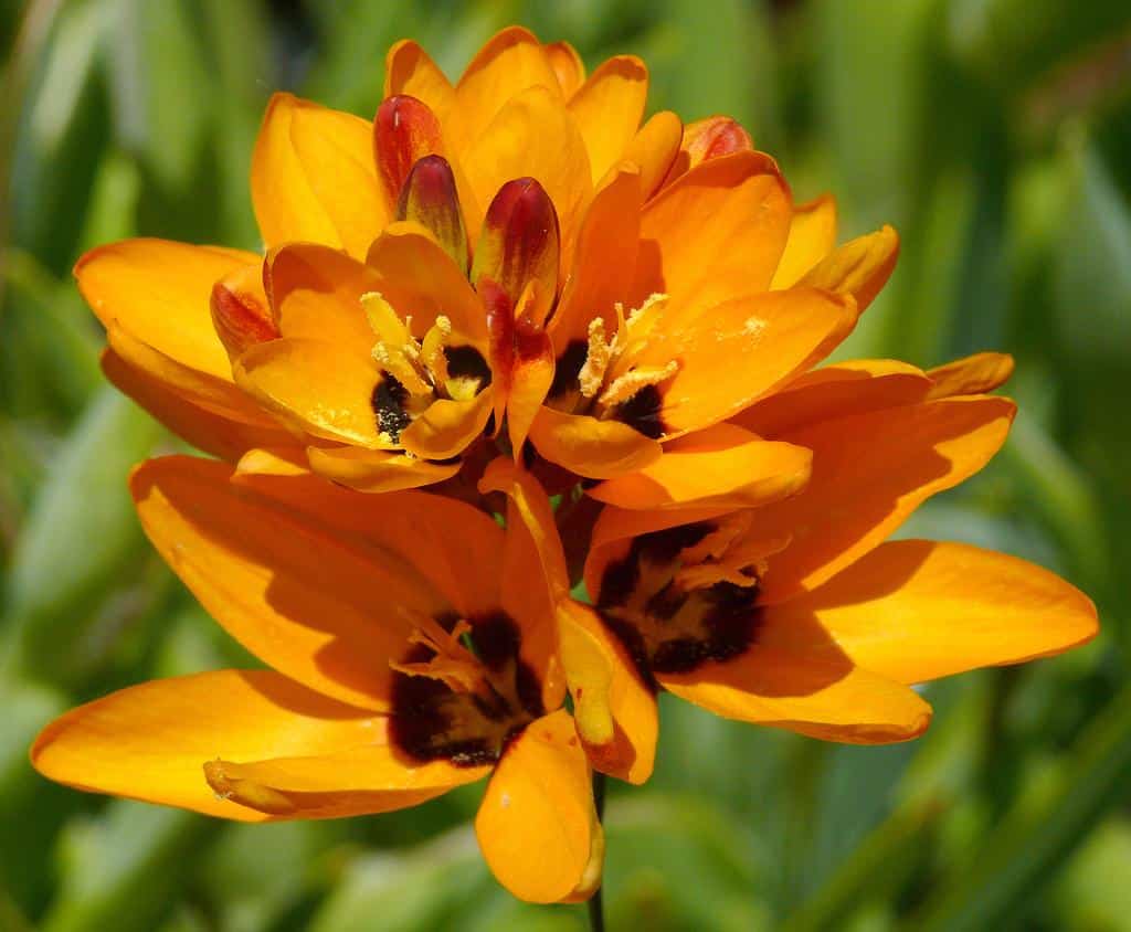 Ixia_African_Corn_Lily