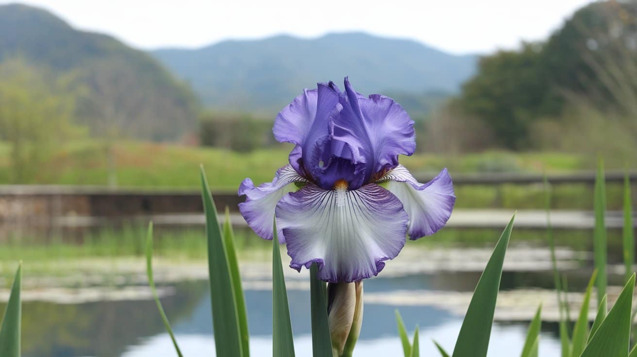 Japanese Iris