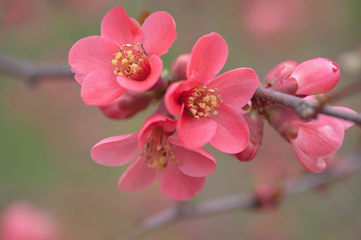 Japanese Quince