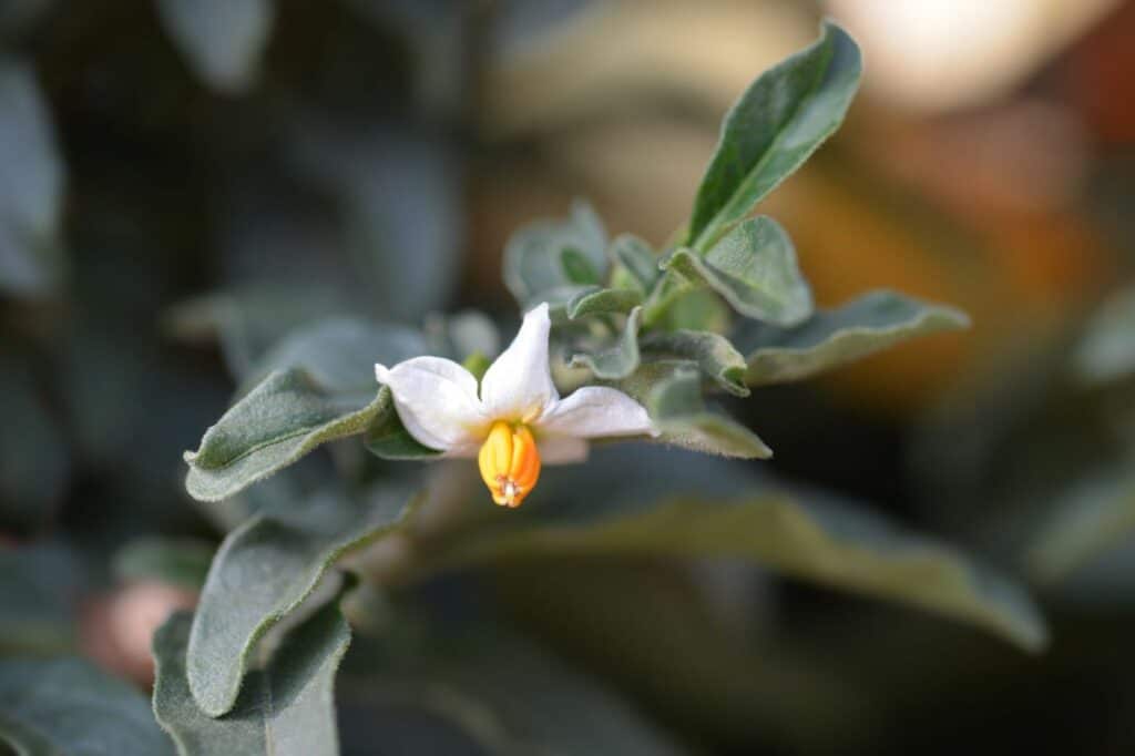 Jerusalem Cherry (for its flowers)