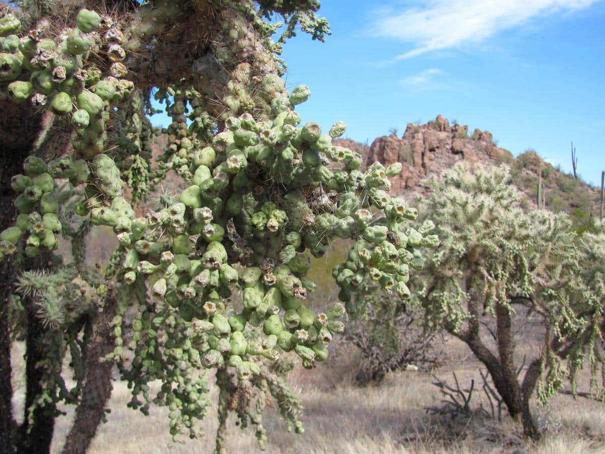 Jumping Cholla