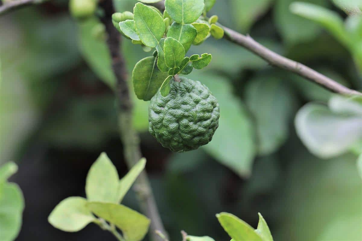 Limau_Purut_Kaffir_Lime