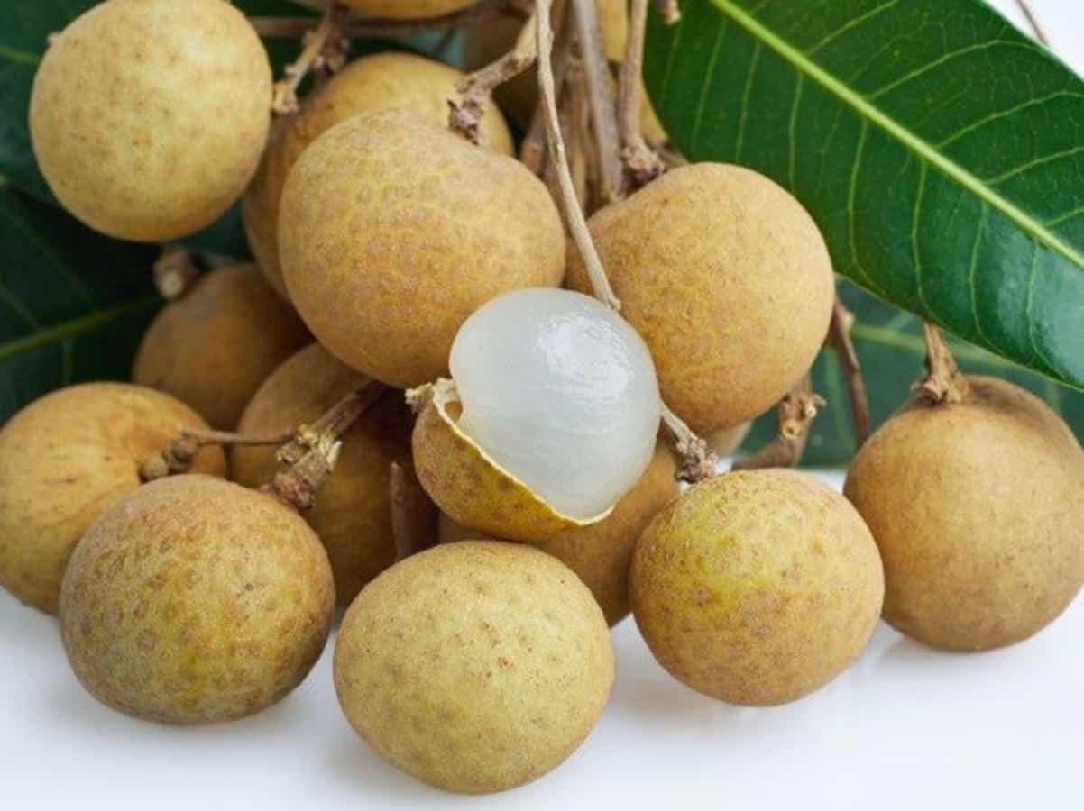 Longan