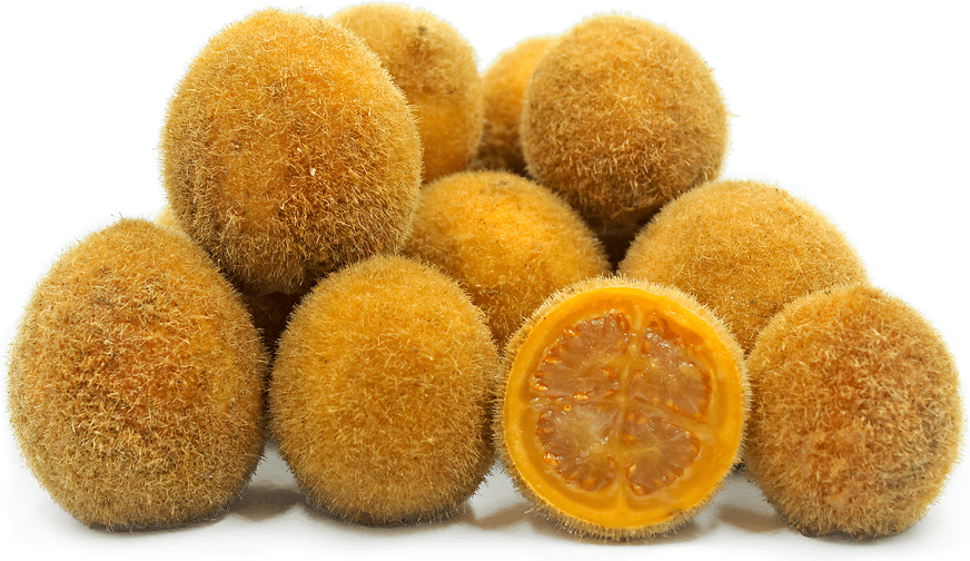 Lulo_de_Monte_Wild_Lulo