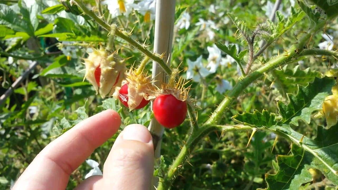 Lychee_Tomato