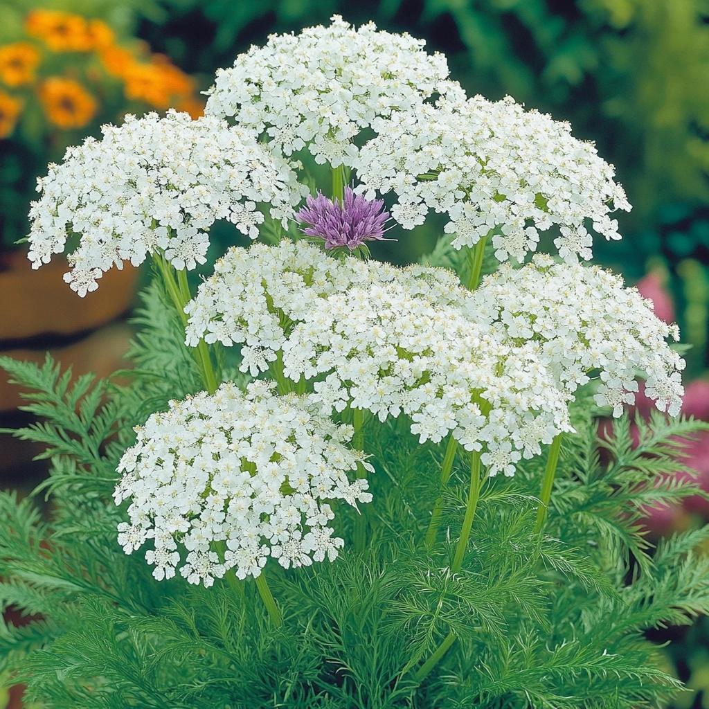 Queen_Annes_Lace_Daucus_carota