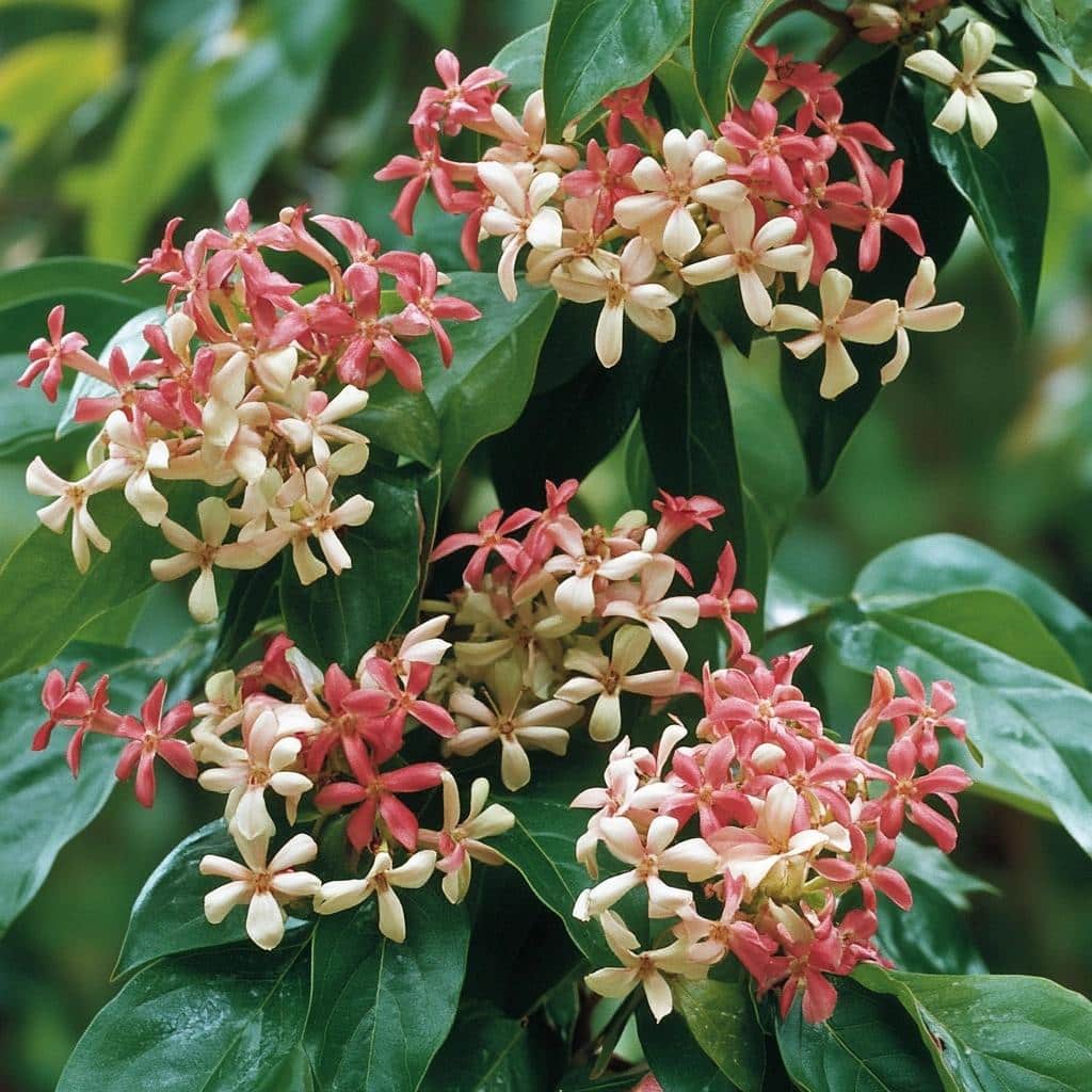 Quisqualis_indica_Rangoon_Creeper