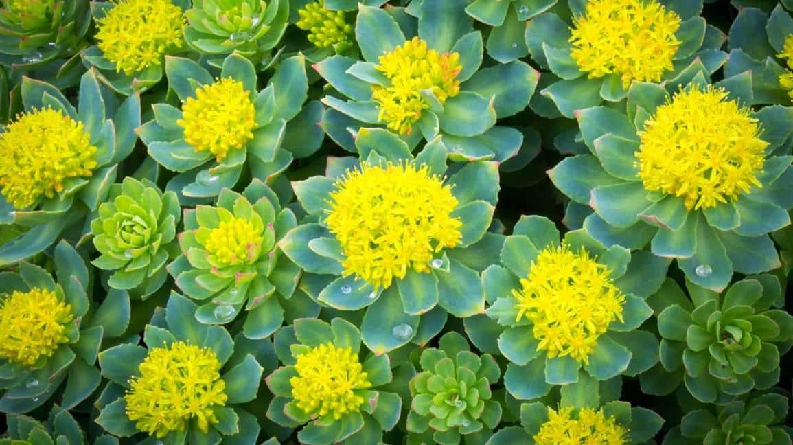 Rhodiola_Rosea