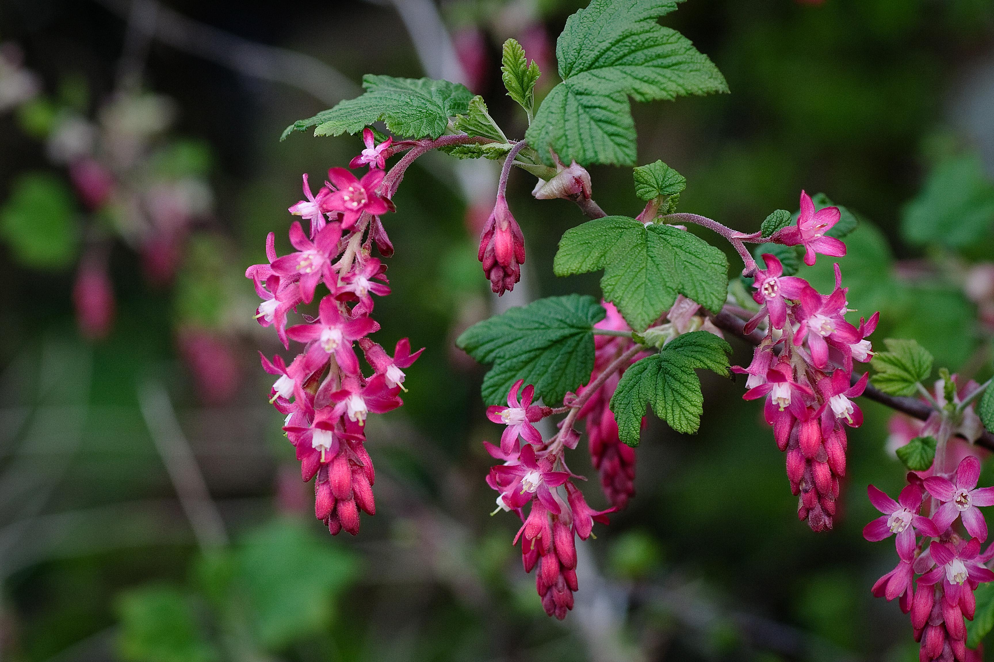 Ribes_Flowering_Currant