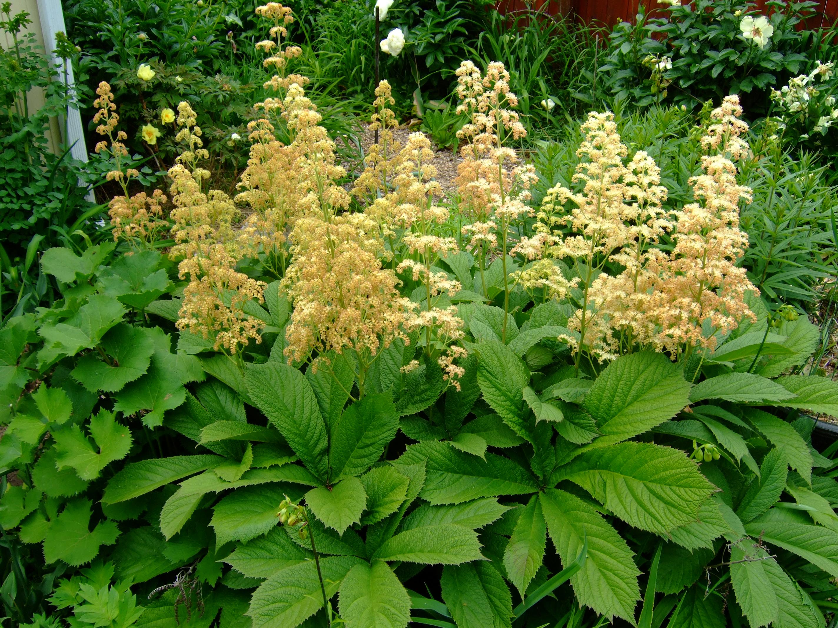 Rodgersia