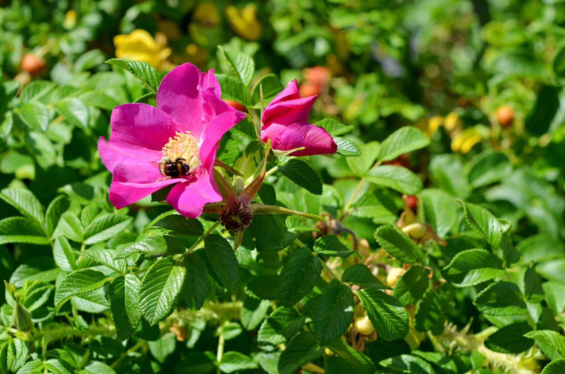 Rosa_Rugosa