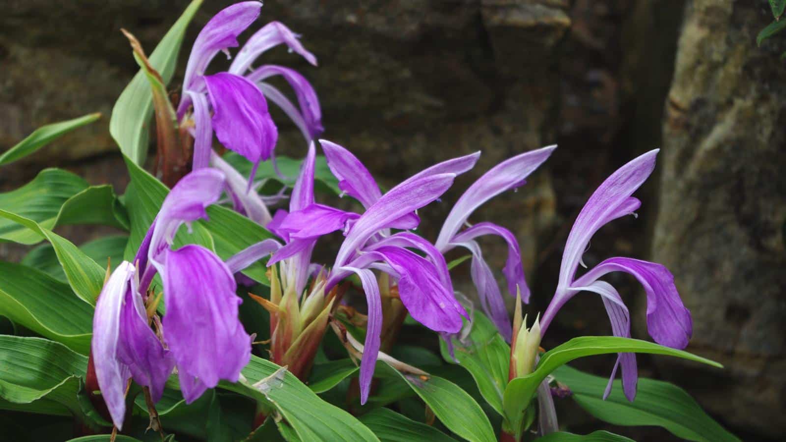 Roscoea