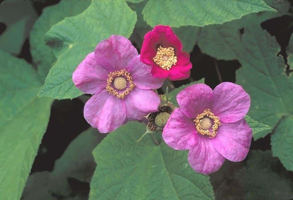 Rubus_Flowering_Raspberry