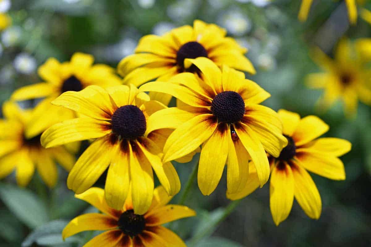 Rudbeckia_Black-Eyed_Susan