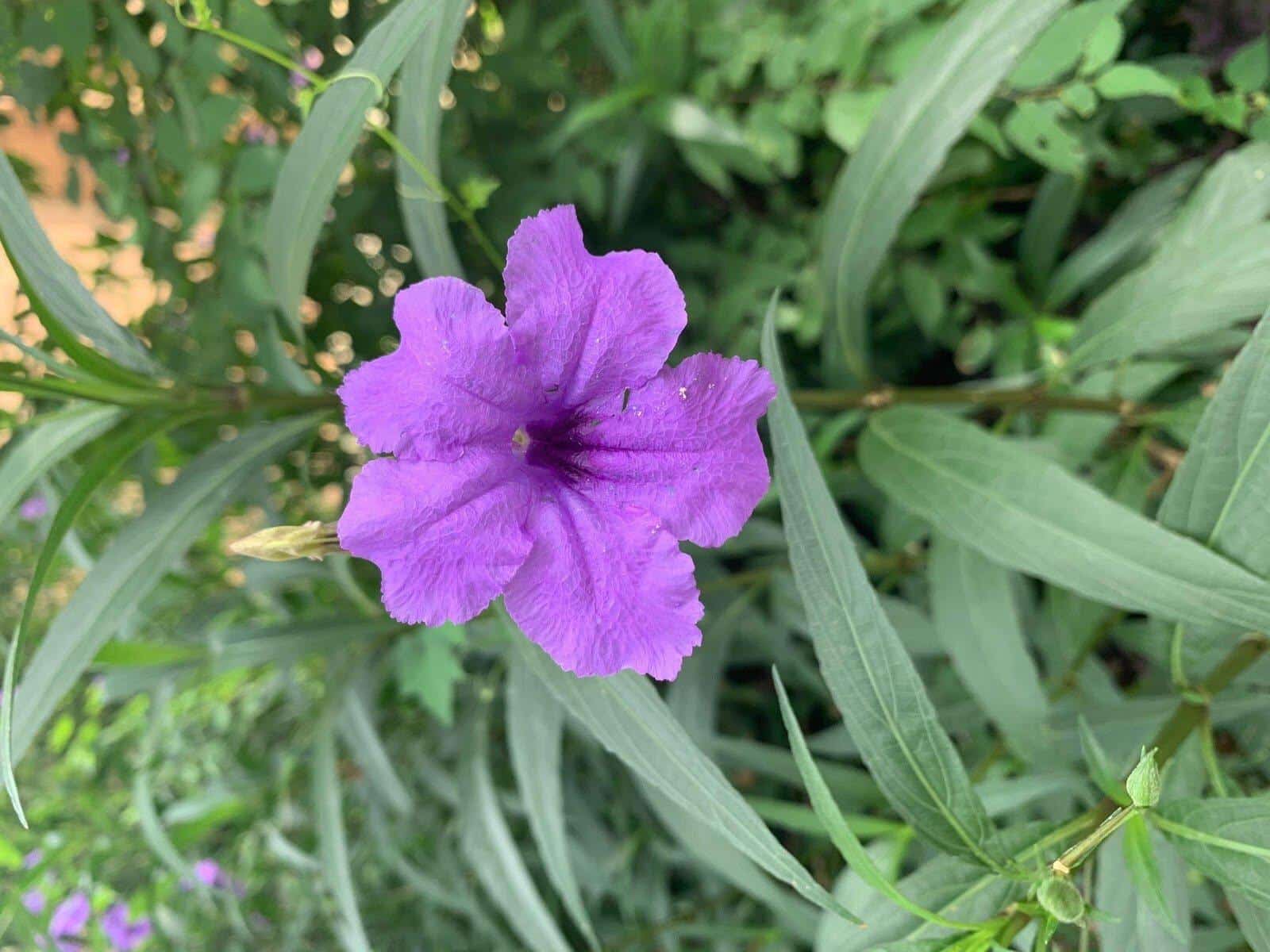 Ruellia_Brittoniana