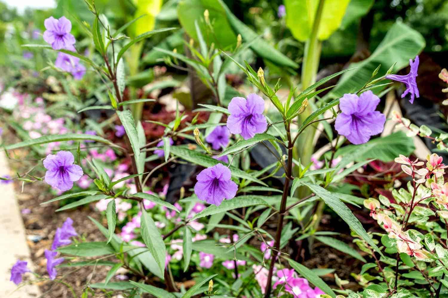 Ruellia_Wild_Petunia