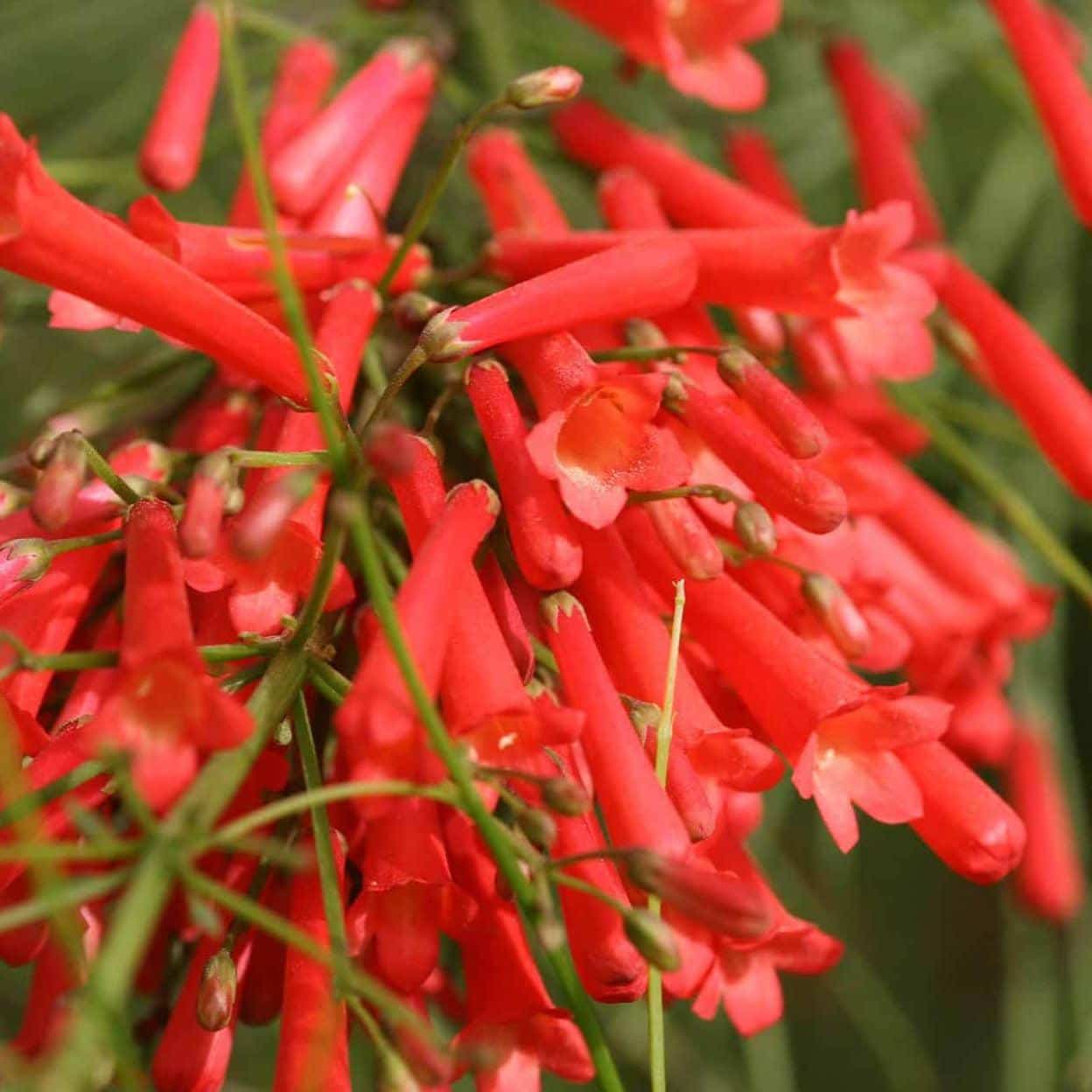 Russelia_Firecracker_Plant