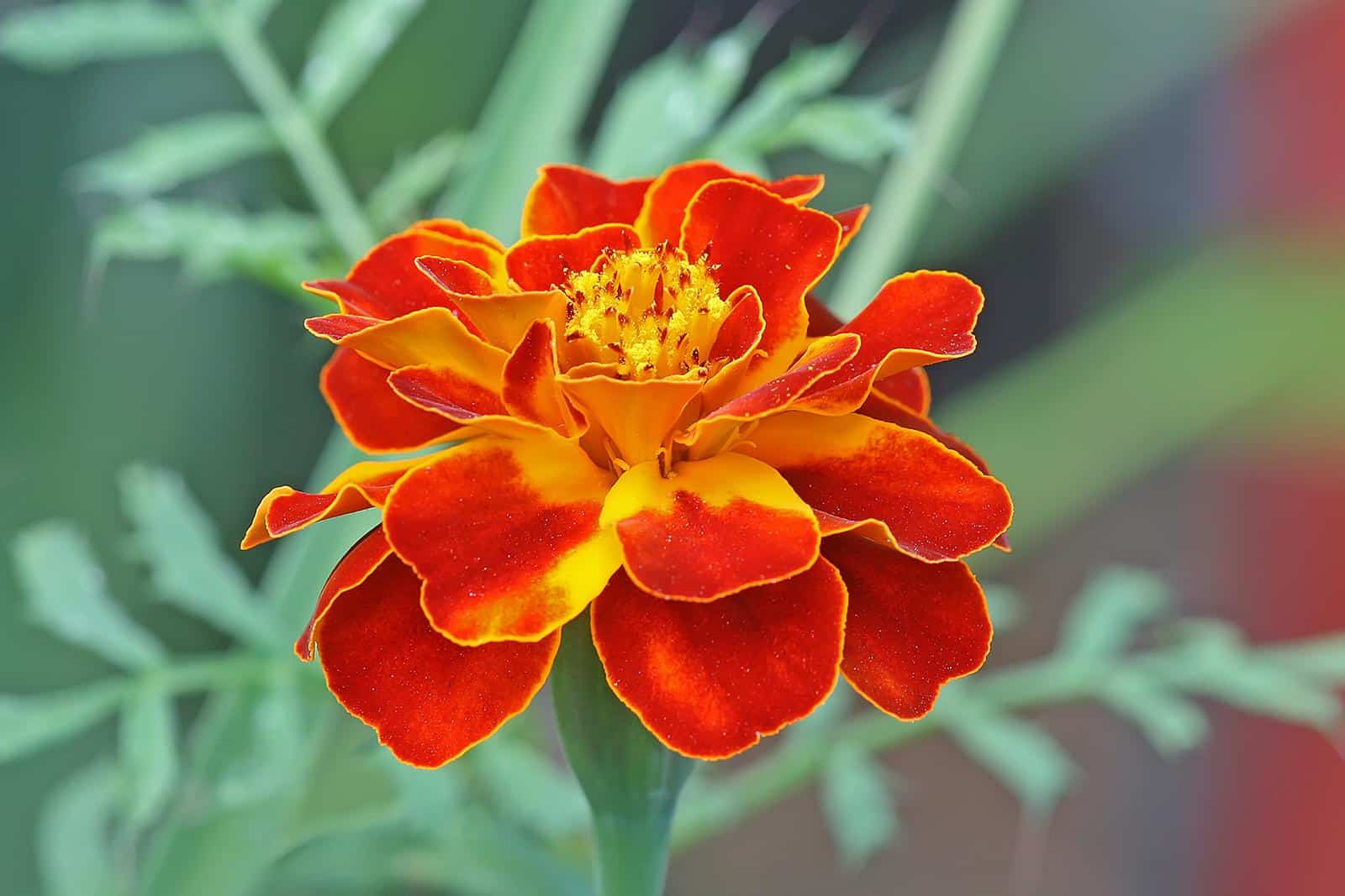 Tagetes_Marigold