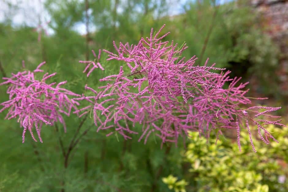 Tamarisk